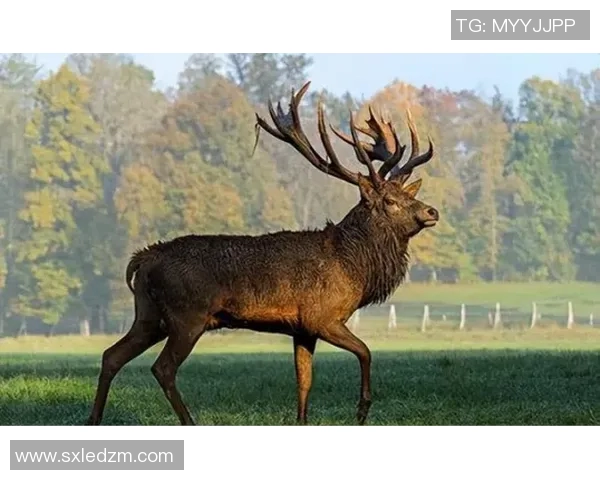 鹿&牛冲突解读！字母大喊：老子TM回来了！波蒂斯：揍那个混蛋脸